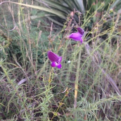 Penstemon minutifolius
