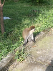 Chlorocebus aethiops