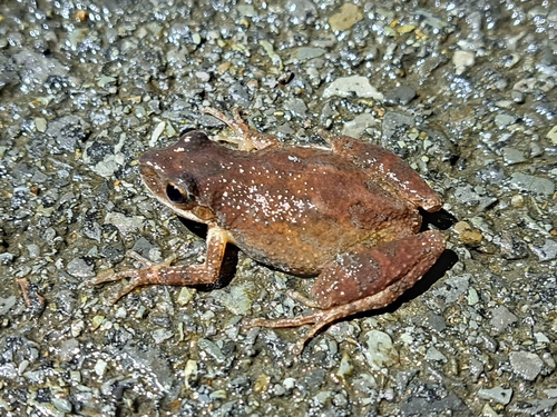 Mountain Chorus Frog photographed in West Virginia