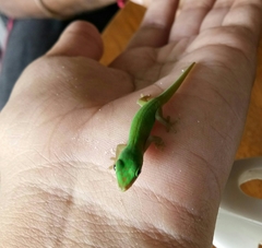 Phelsuma andamanensis