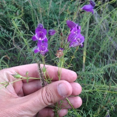 Penstemon minutifolius