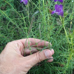Penstemon minutifolius