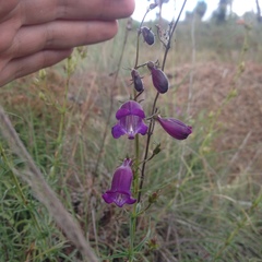 Penstemon minutifolius