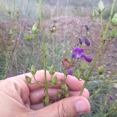 Penstemon minutifolius