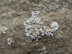 Physcia tribacia
