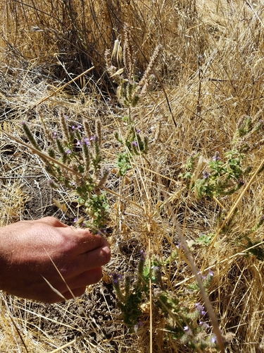 iNaturalist observation photo of western vervain