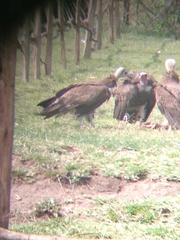 Necrosyrtes monachus