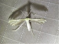 Hellinsia homodactylus