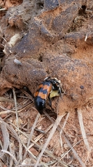 Nicrophorus marginatus