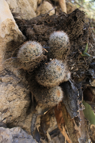Image of Big Bend Foxtail Cactus (Escobaria dasyacantha) by (c) Ricardo Betancourt Sánchez, some rights reserved (CC BY)
