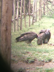 Necrosyrtes monachus