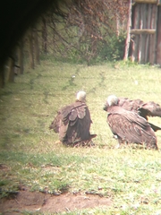 Necrosyrtes monachus