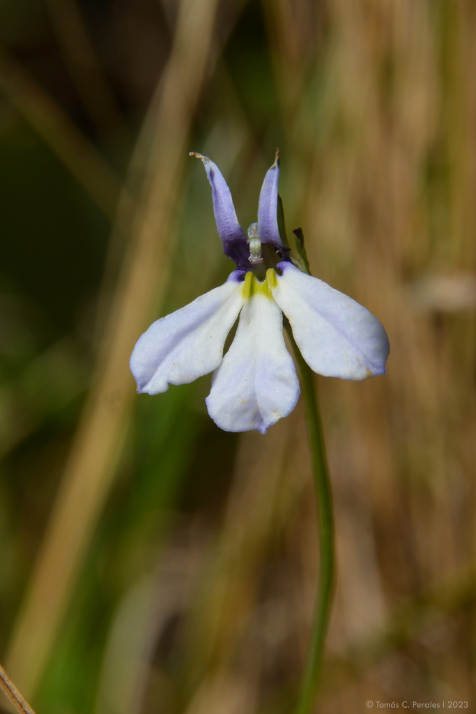 Lobelia nana