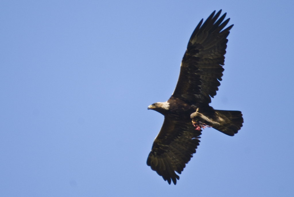 Águila real/Arrano beltza (FAUNA DEL PARQUE NATURAL DE VALDEREJO) ·  iNaturalist