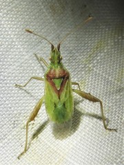 Harmostes reflexulus