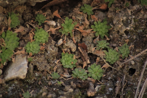 Pinguicula gracilis