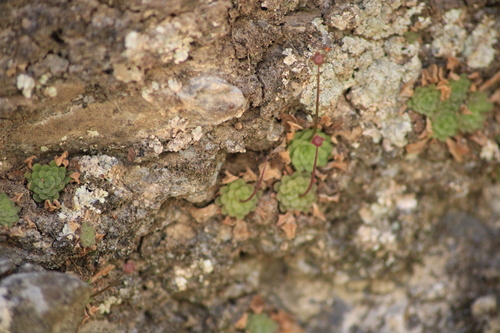 Pinguicula gracilis