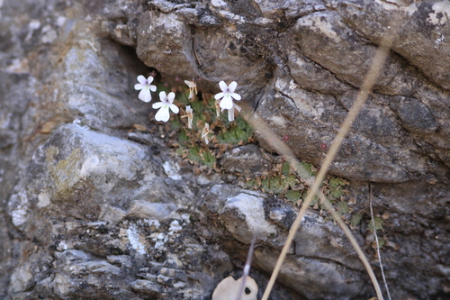 Pinguicula gracilis (Pinguicula gracilis)