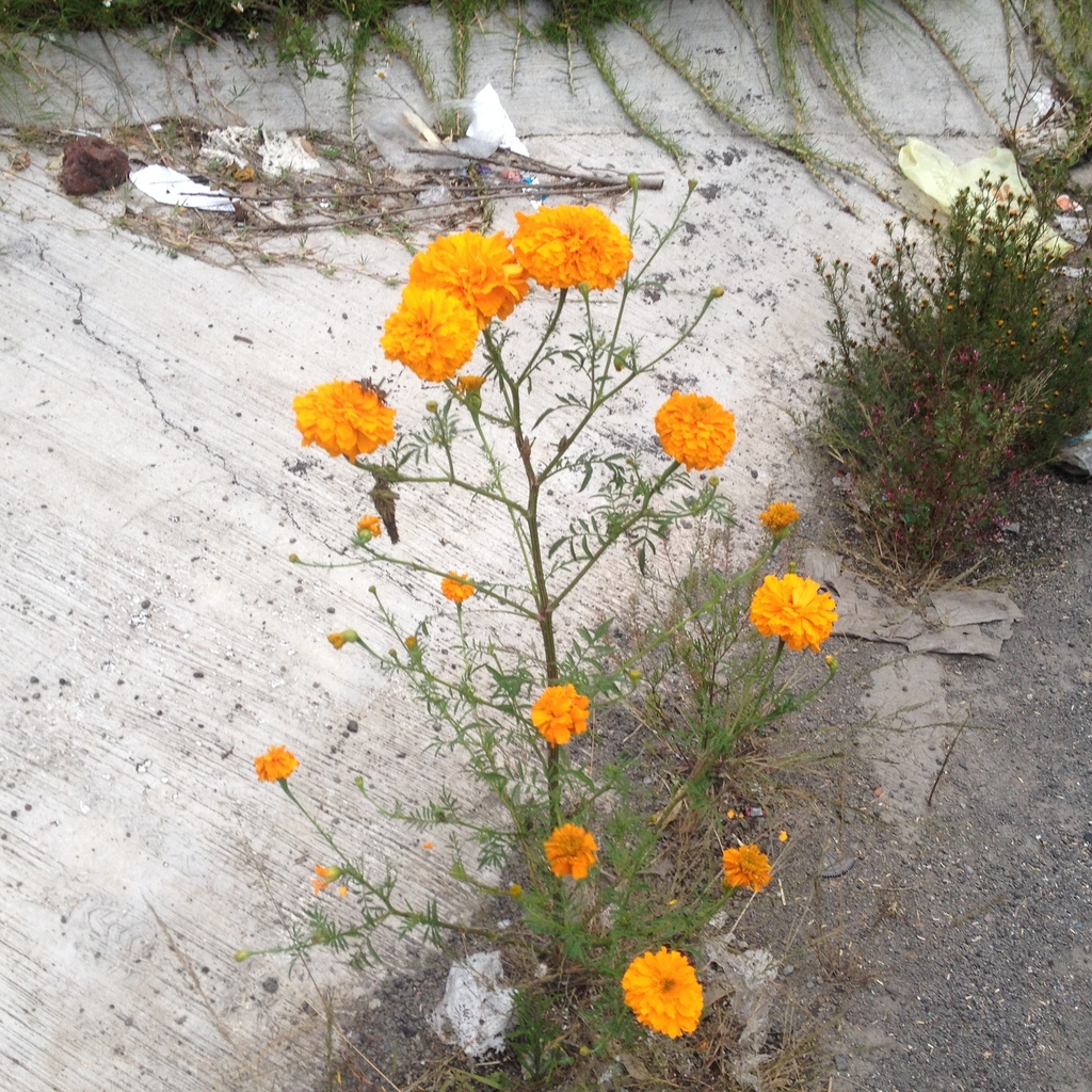 Marigold flower head close up
