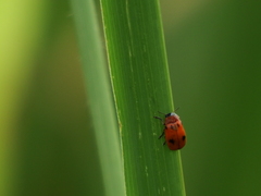 Coptocephala pallens
