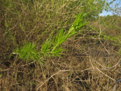 Asparagus laricinus