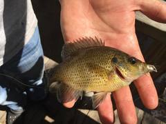 Lepomis punctatus