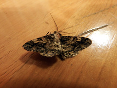 Alcis taiwanovariegata