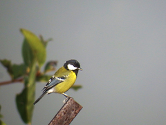 Parus monticolus