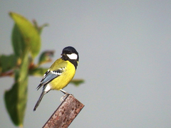 Parus monticolus