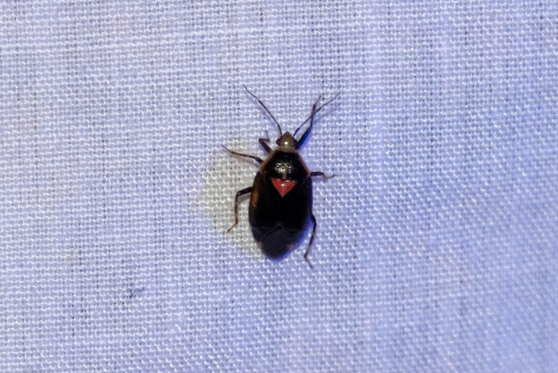 Deraeocoris sayi (Reuter, 1876)