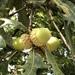 Quercus alba - Photo (c) raulhperez1,  זכויות יוצרים חלקיות (CC BY-NC)