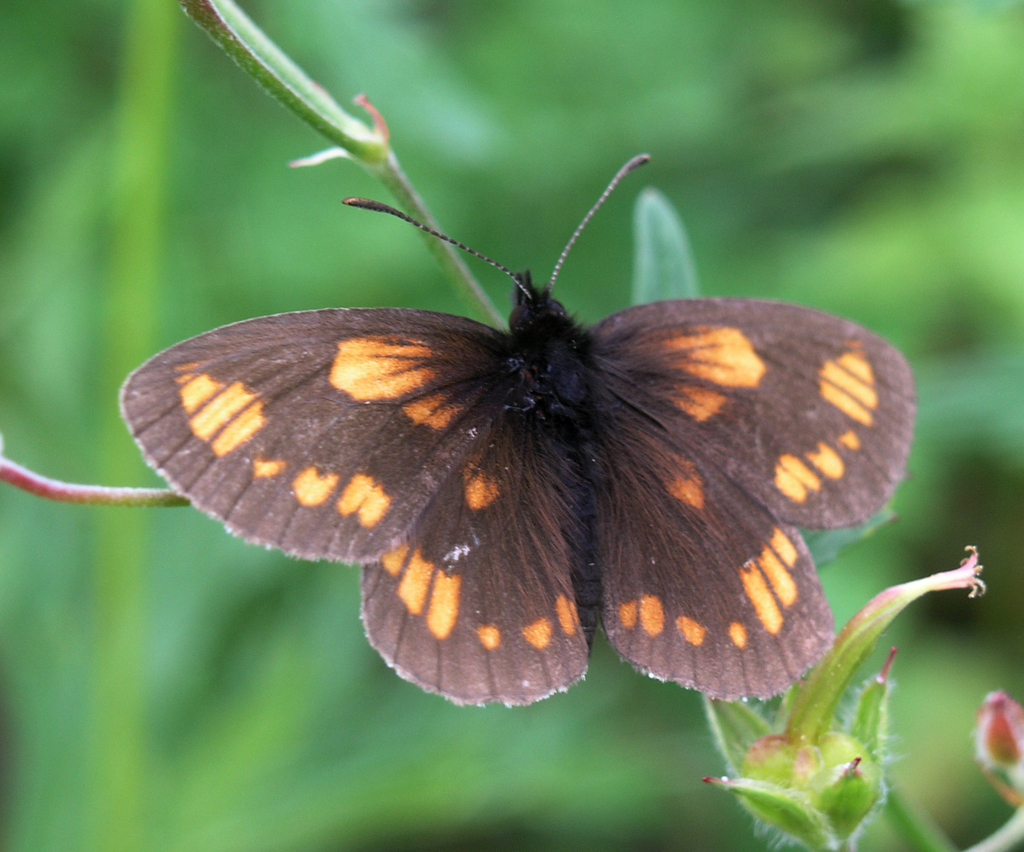 Erebia theano