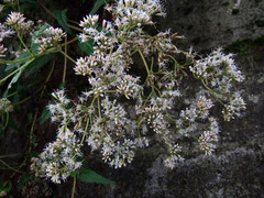 Eupatorium tashiroi