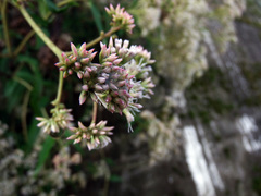 Eupatorium tashiroi