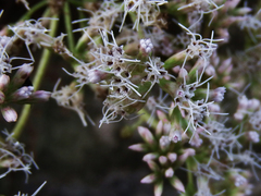Eupatorium tashiroi