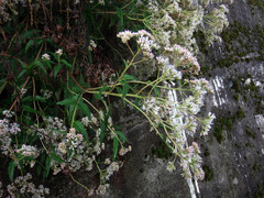 Eupatorium tashiroi
