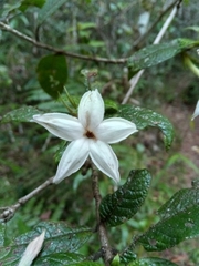 Image of Bremeria humblotii
