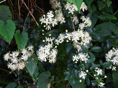 Clematis peterae lishanensis