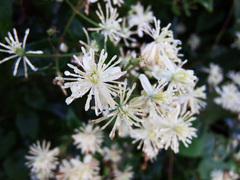 Clematis peterae lishanensis