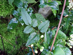 Clematis peterae lishanensis