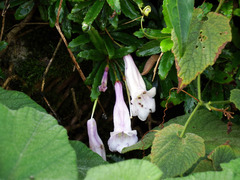 Lysionotus pauciflorus