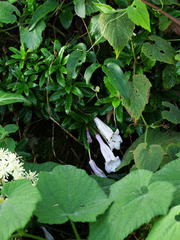 Lysionotus pauciflorus