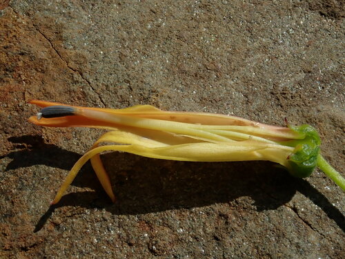 Siphocampylus tupaeformis, photograph 5