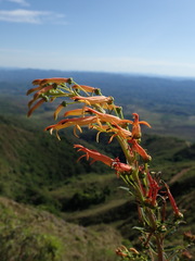 Siphocampylus tupaeformis