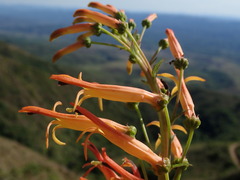 Siphocampylus tupaeformis, photograph Nolan Exe, CC BY, iNaturalist via GBIF