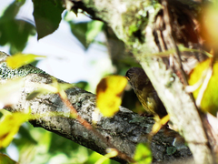 Liocichla steerii
