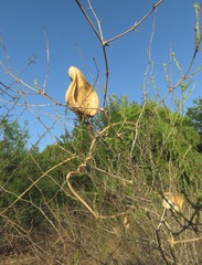 Araujia sericifera