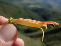 Siphocampylus tupaeformis, photograph Nolan Exe, CC BY, iNaturalist via GBIF