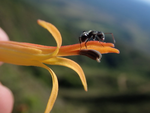 Siphocampylus tupaeformis, photograph 3