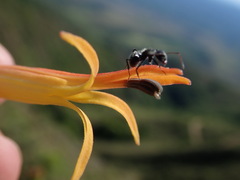 Siphocampylus tupaeformis, photograph Nolan Exe, CC BY, iNaturalist via GBIF
